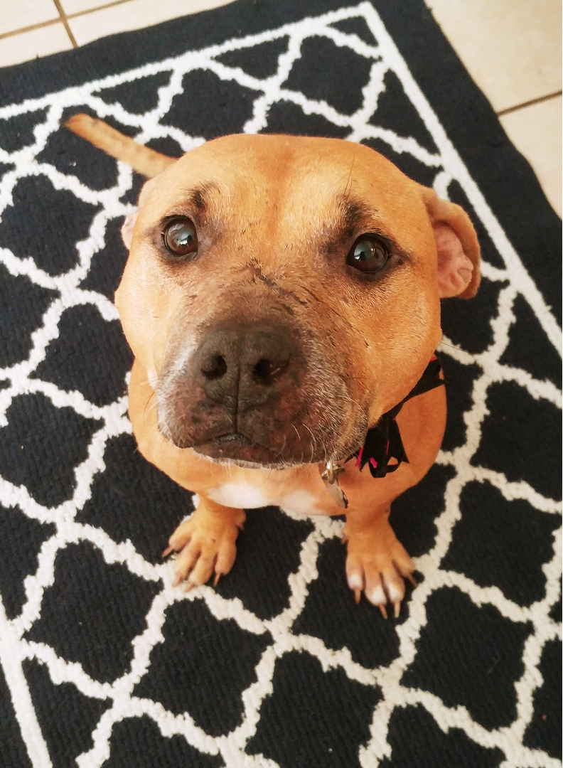 Image of a small brown down looking at the camera while sitting on a patterned rug