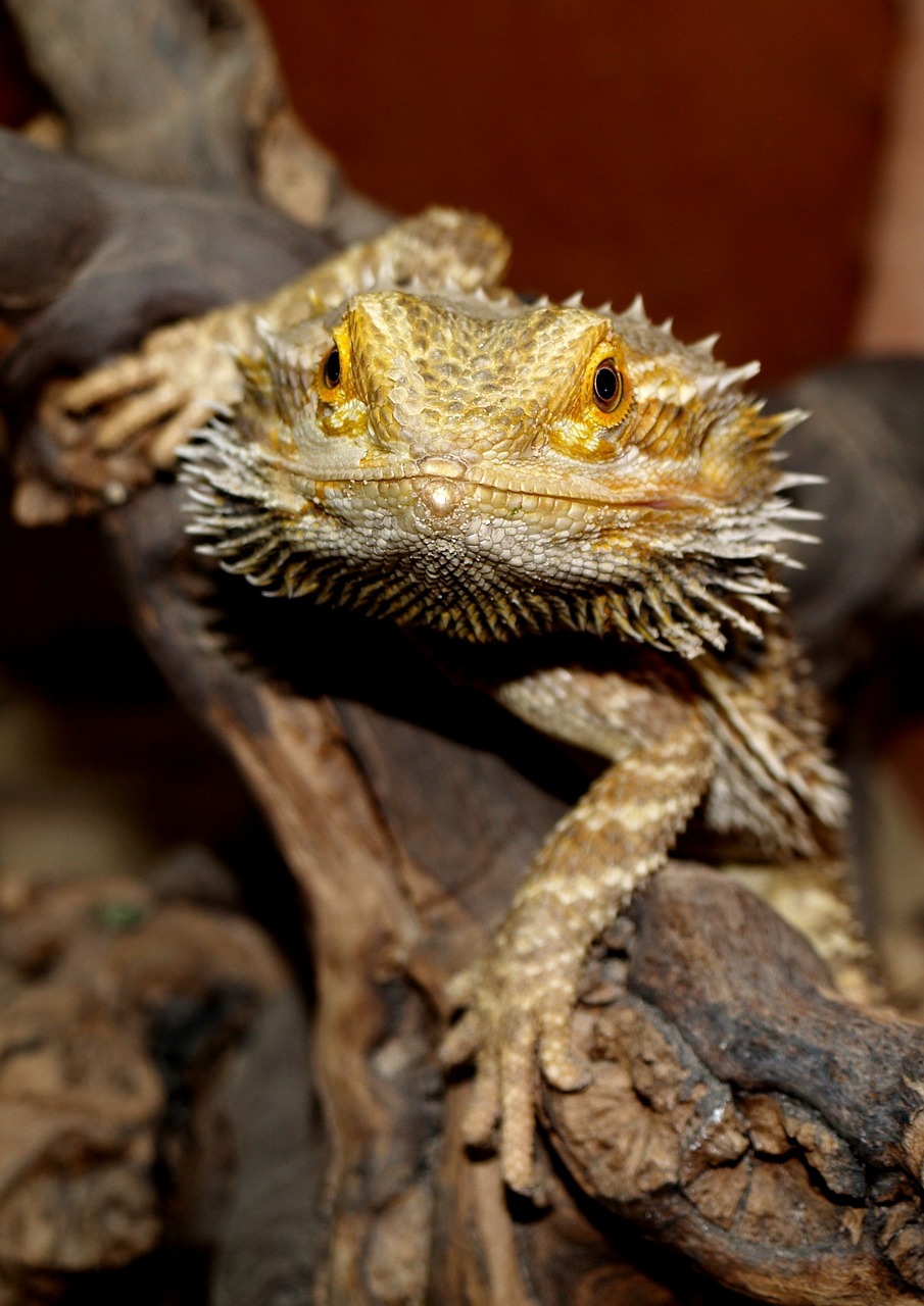 Image of a bearded dragon on a stick looking at the camera