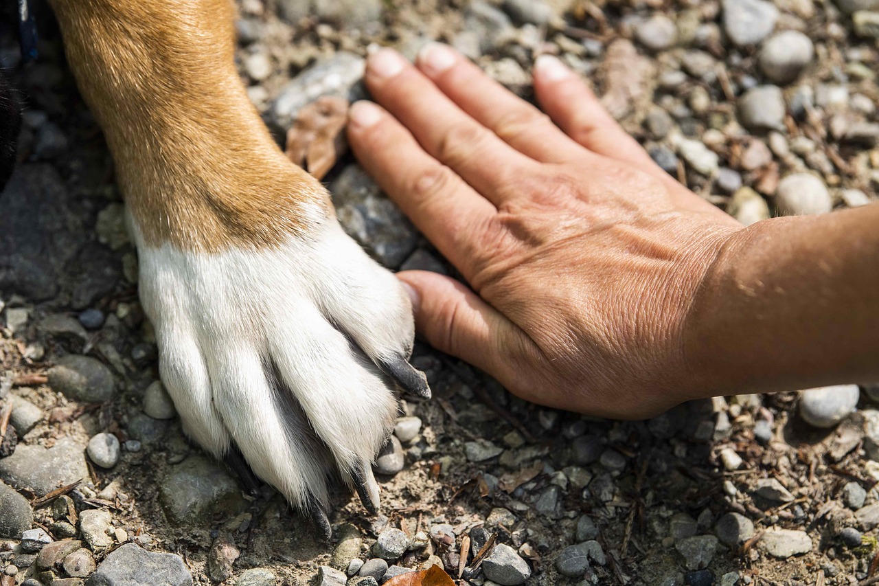 Image of a dog's paw next to a person's hand.