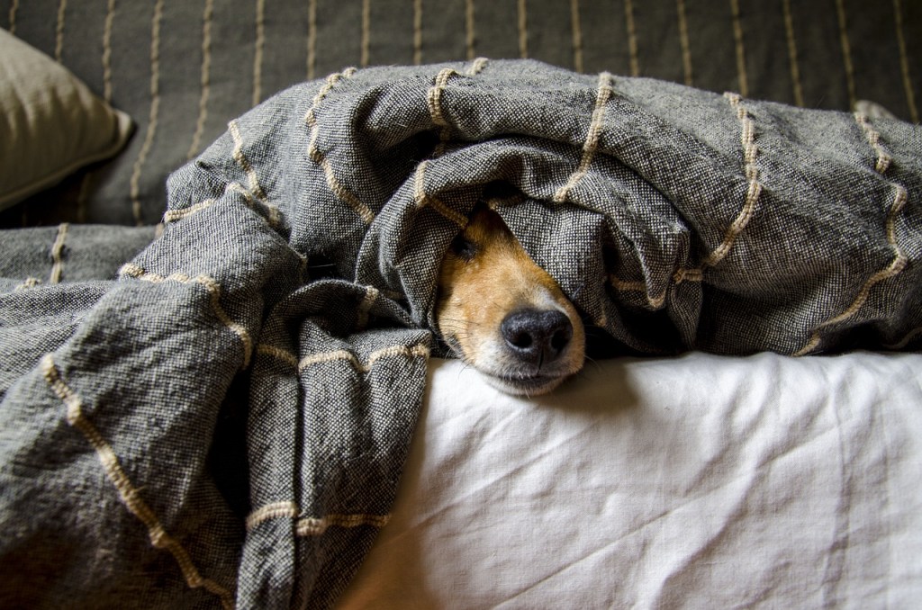 Image of a dog sleeping under a blanket